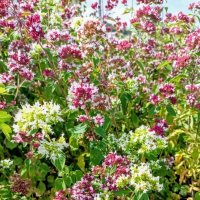 Прогулка по променаду Круизного терминала :: Veera V