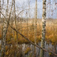 без названия :: fogmeadowww m