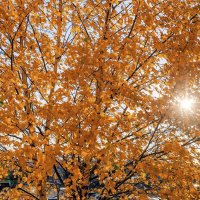 Стойкая берёза. Другие совсем потеряли листья :: Валерий Иванович