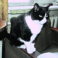 Задумался :: Людмила Смородинская