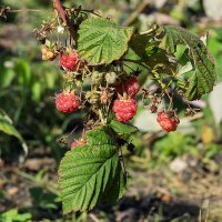 17 октября 2025 Малина в моем огороде :: Игорь Сикорский