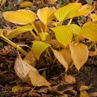 18 октября 2025 Лопуховая хоста :: Игорь Сикорский