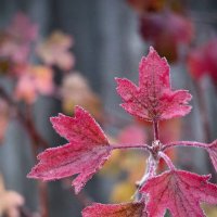 Листья йошты :: Валерий Ткаченко