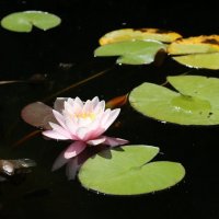 Есть в графском парке... :: Ольга 