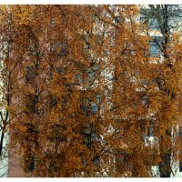 а за окном осень.... :: Aleksandr Gal а за окном осень.... :: Aleksandr Gal