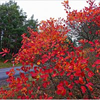 Ноябрь на Куршской косе. :: Валерия Комова