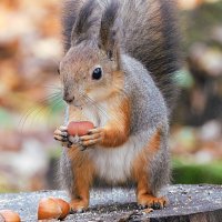 Белка :: Лина 