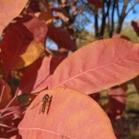 прекрасный октябрь :: Елена Шаламова