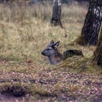 спрятался маленький :: Michel 