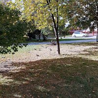 Осень в Москве. :: Владимир Драгунский