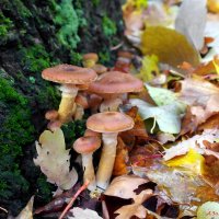 Про осенние грибные мотивы... :: Андрей Заломленков