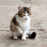 Что-то стало холодать, пора перебираться в зимние квартиры.. :: Андрей Заломленков