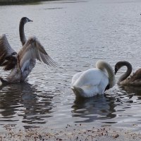Лебеди на озере :: Рита Симонова