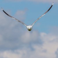 Атака. Чайка озерная. г. Миасс, поселок Селянкино. :: Алексей Трухин