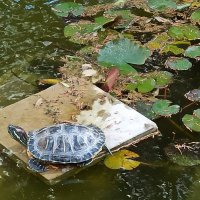 Затянулась бурой тиной Гладь старинного пруда... :: Галина 