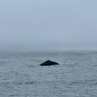 Кит в кадре :: Аркадий Басович