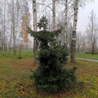 Ель плясунья. Сударыня-барыня... :: Мария Васильева Ель плясунья. Сударыня-барыня... :: Мария Васильева