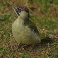 Седой дятел :: Сергей Лычагин Седой дятел :: Сергей Лычагин