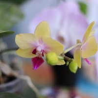 Моя коллекция орхидей :: Irene Irene