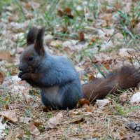 Лесная красавица :: Владимир Звягин