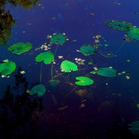 Фотография :: Денис Безногов