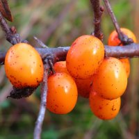 Ягоды облепихи :: Андрей Снегерёв Ягоды облепихи :: Андрей Снегерёв