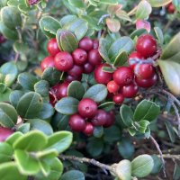 Брусника :: Ольга Савельева Брусника :: Ольга Савельева