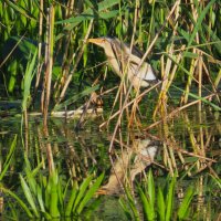 Волчок.Скрытная птица.Но... :: Ольга Митрофанова