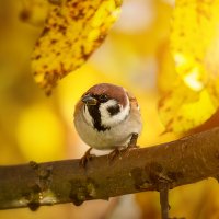 Воробей :: Alex Bush