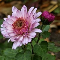 Хризантемы наших полисадников... :: Nina Streapan Хризантемы наших полисадников... :: Nina Streapan