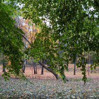 липовые речи :: sv.kaschuk 