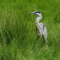 В засаде :: Владимир Манкер В засаде :: Владимир Манкер