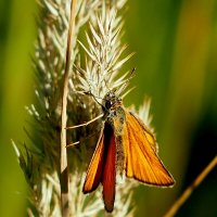 опять про бабочек...11 :: Александр Прокудин