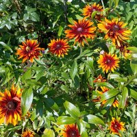 Рудбекия. :: Ирина ***