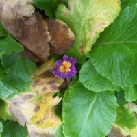 Примула :: Сапсан 