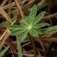 Легкие капельки воды :: Олег Фролов