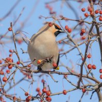 Свиристель :: Виктор Иванович Чернюк