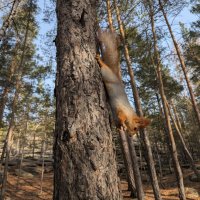 Лесная акробатика :: Андрей Хлопонин