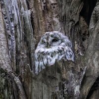 серая неясыть.молодая. :: юрий макаров