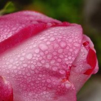 Роза утренней порой Жемчуг собирает. :: Валерий Ткаченко