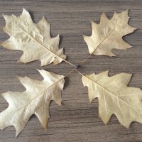 Четыре листочка остролистного дубочка :: Дмитрий Никитин