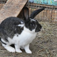 Московская область. Серпухов. Ферма «Русский страус». :: Наташа *****