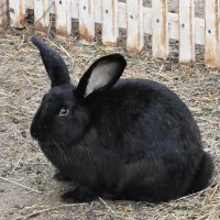 Московская область. Серпухов. Ферма «Русский страус». :: Наташа *****