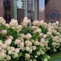 прекрасная гортензия :: Елена Шаламова