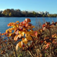 Яркий ноябрь :: AleksSPb Лесниченко