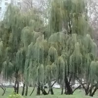 Ивушки :: Дмитрий Никитин