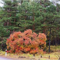 Осень на Куршской косе. :: Валерия Комова Осень на Куршской косе. :: Валерия Комова