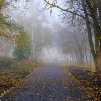 Про осенние грибные туманы... :: Андрей Заломленков