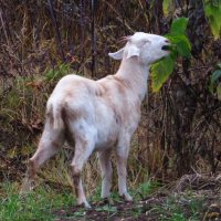 Поедает последнюю листву :: Андрей Снегерёв