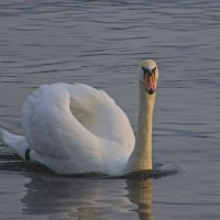 лебедь :: Giant Tao /